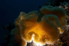 Malaysia - underwater image - Perhentian Island - Twin rocks: soft coral with light (photo by Jez Tryner)