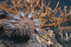 Malaysia - underwater images - Perhentian Island - Twin rocks: Crown of thorns (Ancanthaster planci) sitting on and eating a stag coral - photo by J.Tryner