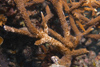 Perhentian Island - Twin rocks: Stag coral after a visit by a crown of thorns (COT)