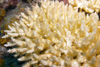 Perhentian Island -Twin rocks: Table coral after a visit by a crown of thorns (COT) (Ancanthaster planci)