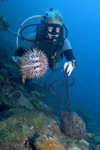 Perhentian Island - Twin rocks: diver collecting crown of thorns starfish (Ancanthaster planci) from the reef and putting them in a mesh bag to be buried on land