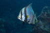 Perhentian Island - Twin rocks: Shaded batfish (Platax pinnatus) under an overhang