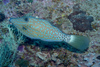 Perhentian Island Twin rocks: Scribbled filefish / leatherjacket (Aluterus scriptus) next to a black coral