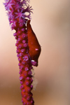 Malaysia - underwater images - Perhentian Island - Twin rocks: Partner cowrie on purple sea whip - photo by J.Tryner