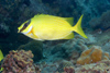 Perhentian Island - Twin rocks: Masked yellow rabbitfish (Siganus puellus) on the reef