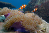 Malaysia - Perhentian Island - Twin rocks: pair of False / Western clownfish (Amphiprion ocellaris) in purple anenome on top of a rock - underwater photo by Jez Tryner