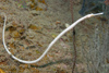 Perhentian Island -Twin rocks: Long snout / bent stick pipefish (Trachyrhamphus longirostris / bicoarctatus) on a rock