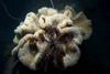 Malaysia - underwater image - Perhentian Island - Twin rocks: soft coral and starfish (photo by Jez Tryner)