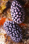 Malaysia - underwater images - Perhentian Island - Twin rocks: pair of Pustulose phyllidiella nudibranch (Pustulose phyllidiella) mating on a reef wall - photo by J.Tryner