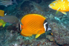 Perhentian Island - Twin rocks: Racoon butterfly fish? (photo by Jez Tryner)