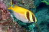 Perhentian Island - Twin rocks: Double barred rabbitfish / Spinefoot (Siganus virgatus)