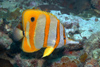 Perhentian Island - Twin rocks: Beaked coral fish / butterflyfish (Chelmon rostratus) swimming around the reef searching for food (photo by Jez Tryner)