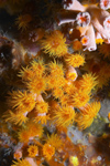 Perhentian Island - Twin rocks: Daisy cup coral (Tubastraea coccinea)