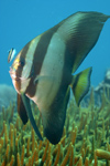 Perhentian Island - Batu Nisan: Adolescent Boers batfish (Platax boersi) being cleaned on the reef