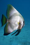 Perhentian Island - Batu Nisan: Adolescent Boers batfish (Platax boersi) in the blue