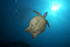 Malaysia - underwater image - Perhentian Island - South China Sea - Twin rocks: Hawksbill turtle - Eretmochelys imbricata (photo by Jez Tryner)