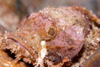 Perhentian Island: Raggy scorpionfish (Scorpaenopsis venosa) on a rock