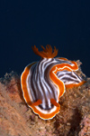 Malaysia - underwater images - Perhentian Island Chromodoris magnifica, magnificent chromodoris nudibranch on a dead oyster shell - photo by J.Tryner