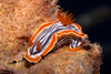 Malaysia - underwater images - Perhentian Island Chromodoris magnifica, magnificent chromodoris nudibranch on a dead oyster shell - photo by J.Tryner