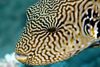 Perhentian Island: Mappa puffer fish (Arothron mappa) on the reef (photo by Jez Tryner)