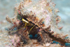 Malaysia - Perhentian Island: Hermit crab on a rock
