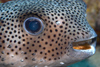 Perhentian Island: Black spotted porcupine pufferfish (Diodon hystrix) close up of the eye and mouth (photo by Jez Tryner)