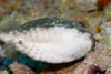 Perhentian Island: Rhino boxfish (ostracion rhinorhynchus) bitiing the reef for food - underside (photo by Jez Tryner)