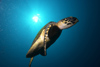 Malaysia - underwater image - Perhentian Island - Twin rocks: Hawksbill turtle II  - Eretmochelys imbricata (photo by Jez Tryner)