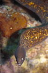 Perhentian Island: White eyed moray (Siderea thyrsoidea) out of its hole