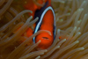 Malaysia - Perhentian Island: Bridled anenome fish (Amphiprion frenatus) defending its territory - underwater photo by Jez Tryner