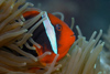 Malaysia - Perhentian Island: Bridled anenome fish (Amphiprion frenatus) defending its territory - underwater photo by Jez Tryner