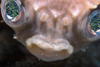 Perhentian Island: Freckled / fine spotted pufferfish (Diodon holocanthus) hiding in a dead oyster shell (photo by Jez Tryner)