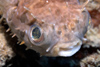 Perhentian Island: Freckled / fine spotted pufferfish (Diodon holocanthus) hiding in a dead oyster shell (photo by Jez Tryner)