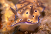 Malaysia - underwater images - Perhentian Island - Temple of the sea: Tryon's risbecia (Risbecia tryoni) moving over a rock reef wall - photo by J.Tryner