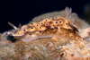 Malaysia - underwater images - Perhentian Island - Temple of the sea: Tryon's risbecia (Risbecia tryoni) moving over a rock reef wall - photo by J.Tryner