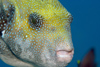 Perhentian Island - Temple of the sea: Blue-spotted puffer (Arothron caeruleopunctatus) pausing between taking bites out of the reef searching for food (photo by Jez Tryner)