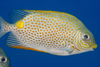 Perhentian Island - Temple of the sea: Gold saddle Rabbitfish (Siganus guttatus) in the blue