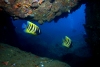 Malaysia - underwater image - Perhentian Island - South China Sea : fish in a cave (photo by Jez Tryner)