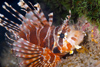 Perhentian Island - Twin rocks: Zebra lionfish (Dendrochirus zebra) resting next to a tubastrea hard coral branch