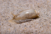 Malaysia - Perhentian Island - Confined area, Long beach: Amethyst olive shell (oliva annulata) moving along a shallow sandy sea bed