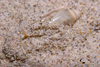 Malaysia - Perhentian Island - Confined area, Long beach: Amethyst olive shell (oliva annulata) burying into a shallow sandy sea bed