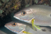 Perhentian Island - Temple of the sea: Schooling Russel's snapper / Moses Perch (Lutjanus russelii) (photo by Jez Tryner)