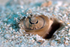 Perhentian Island: Blue spotted masked / Kuhle's ray (Dasyatis Kuhlii) eye whilst the body is hidden under the sand