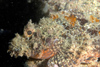 Perhentian Island - Temple of the sea: Raggy scorpionfish (scorpaenopsis venosa) sitting on a rock