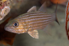 Perhentian Island - Temple of the sea: Tiger cardinalfish (Cheilodipyerus macrodon) hiding under a ledge