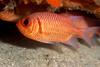 Perhentian Island - Temple of the sea: White tipped soldier fish (Myripristis vittata) hiding under a ledge
