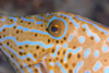 Perhentian Island - Temple of the sea: Scribbled leatherjacket filefish (Aluterus scriptus) close up over the reef