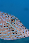 Perhentian Island - Temple of the sea: Scribbled leatherjacket filefish (Aluterus scriptus) close up over the reef