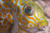 Perhentian Island - Temple of the sea: Gold saddle Rabbitfish (Siganus guttatus) resting at a cleaning station