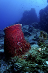 Perhentian Islands, Terengganu, Malaysia: Temple of the Sea - Giant Barrel sponge on the coral reef - photo by S.Egeberg